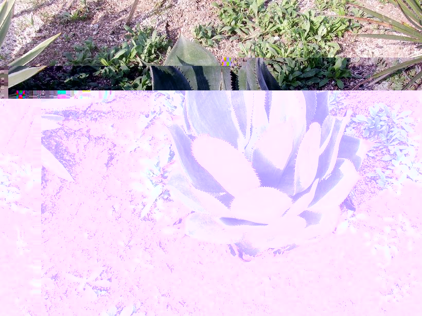 Agave sp 3