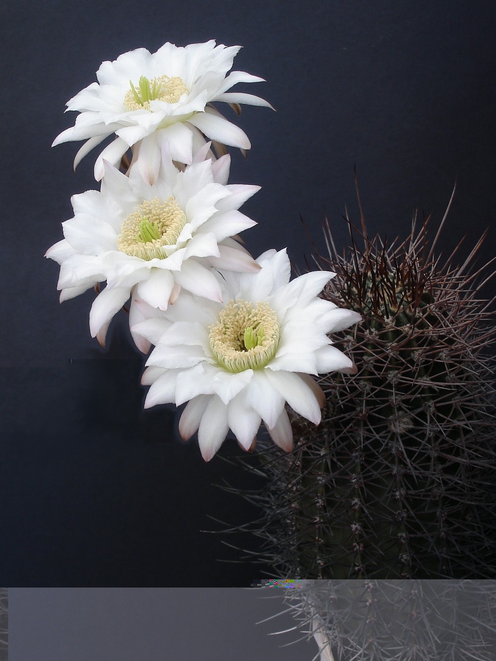 Echinopsis leucantha  240810 012 [50%].jpg