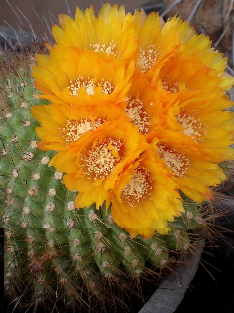 Parodia sp. 190609 015 [50%].jpg