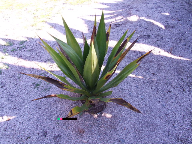 DSCF9209.JPG
