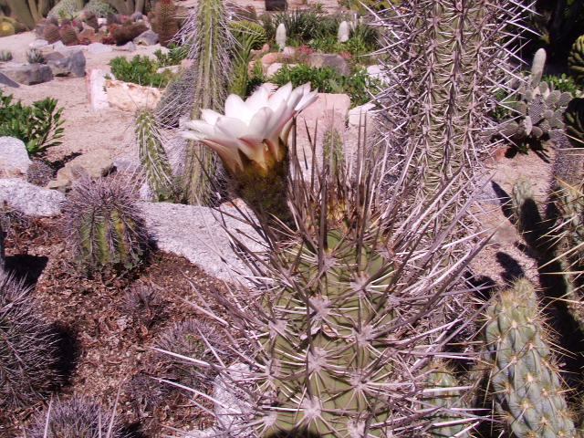 DSCF9183.JPG