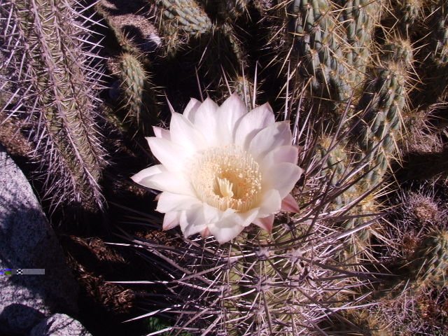 DSCF9184.JPG