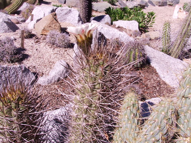 DSCF9186.JPG