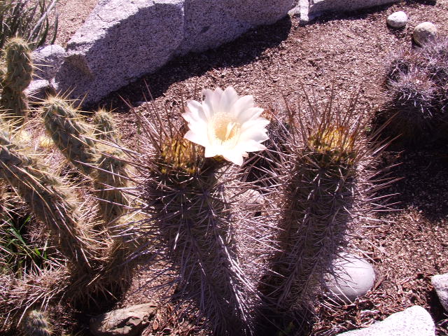 DSCF9208.JPG