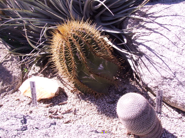 DSCF9187.JPG