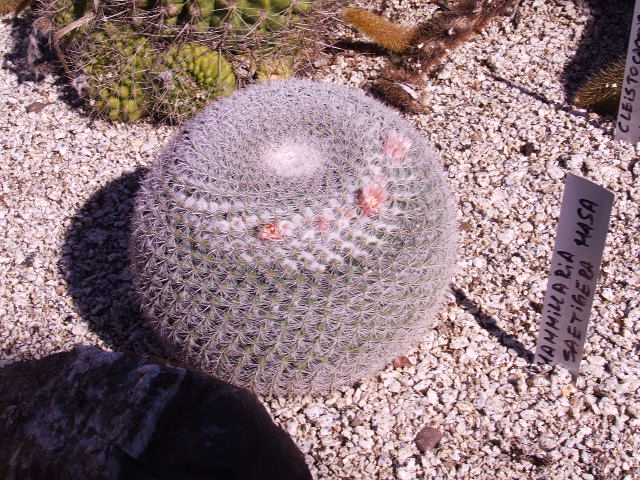 DSCF9205.JPG