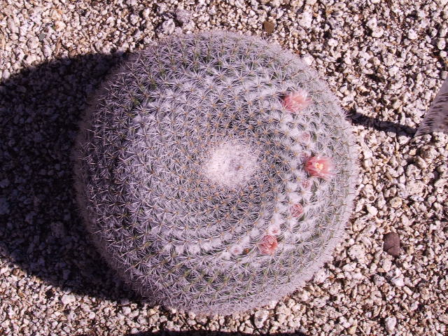 DSCF9206.JPG