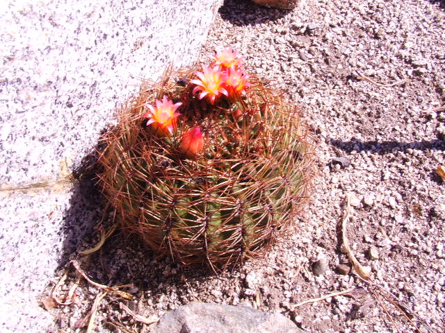 DSCF9182.JPG