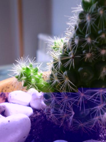 Marcelo no se si lo aprecias bien, pero bueno hacer si me dices de que cactus se trata