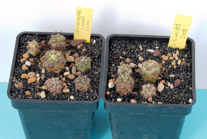 Copiapoa echinoides, rotunda en Huasco