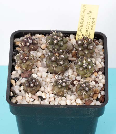 Copiapoa fiedleriana, ciudad de Huasco cerca de la via de ferrocaril