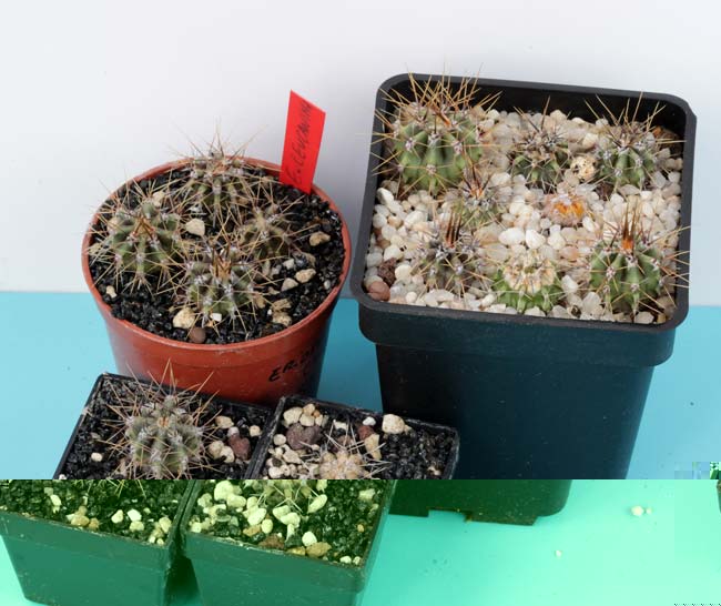 Echinopsis leucantha, en la Rioja