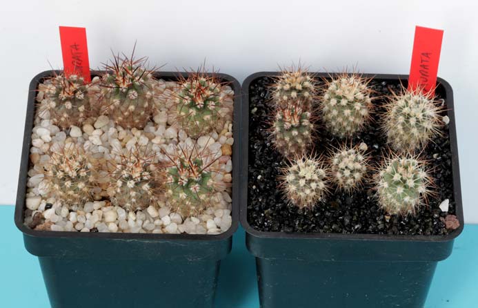 Eriosyce aurata, Valle del Elqui