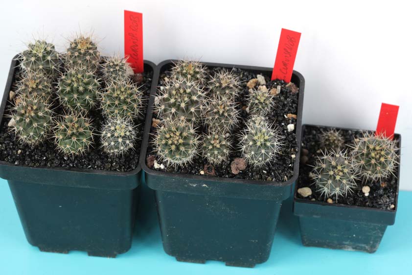 Eriosyce curvispina robusta, Cerro la Campana