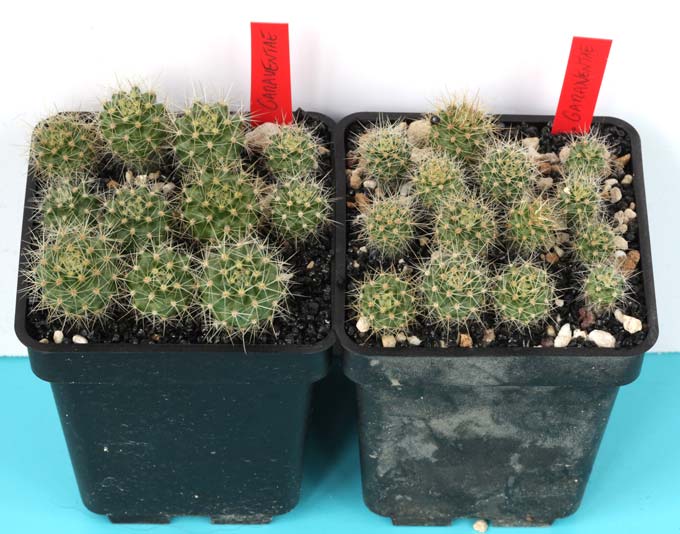 Eriosyce garaventae, Cerro la Campana