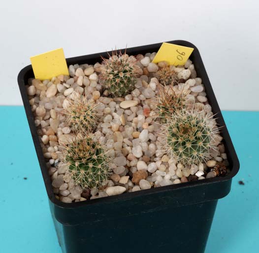 Eriosyce senilis, Valle del Elqui