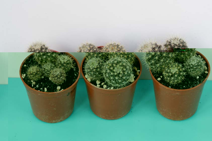 Eriosyce wagenknechtii, Punta Choros