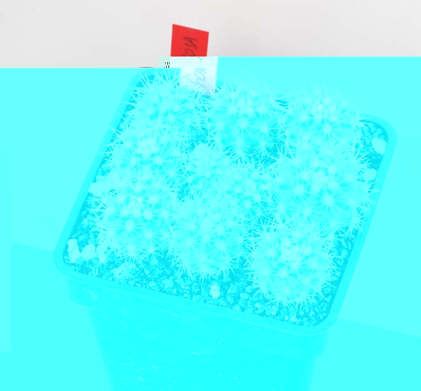 Lobivia formosa, Cerca de Mendoza