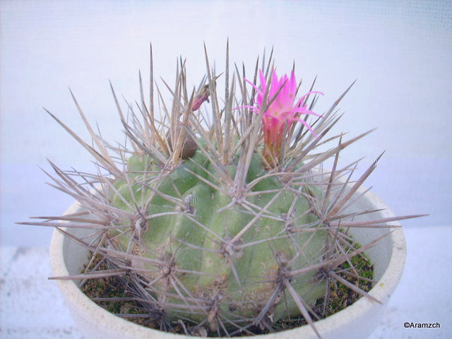 Neoporteria wagenknechtii