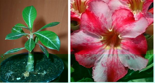 Adenium Paris