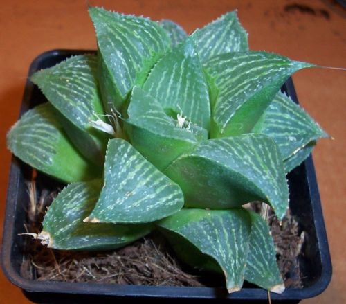 Haworthia magnifica v major