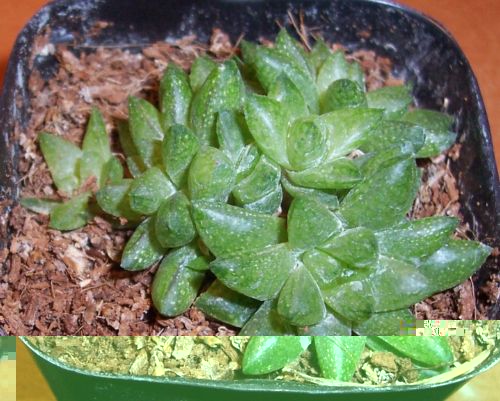 Haworthia reticulata f hurlingii