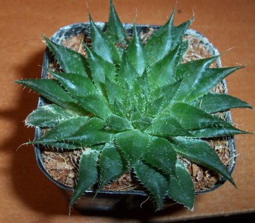 Haworthia translucens ssp tenera