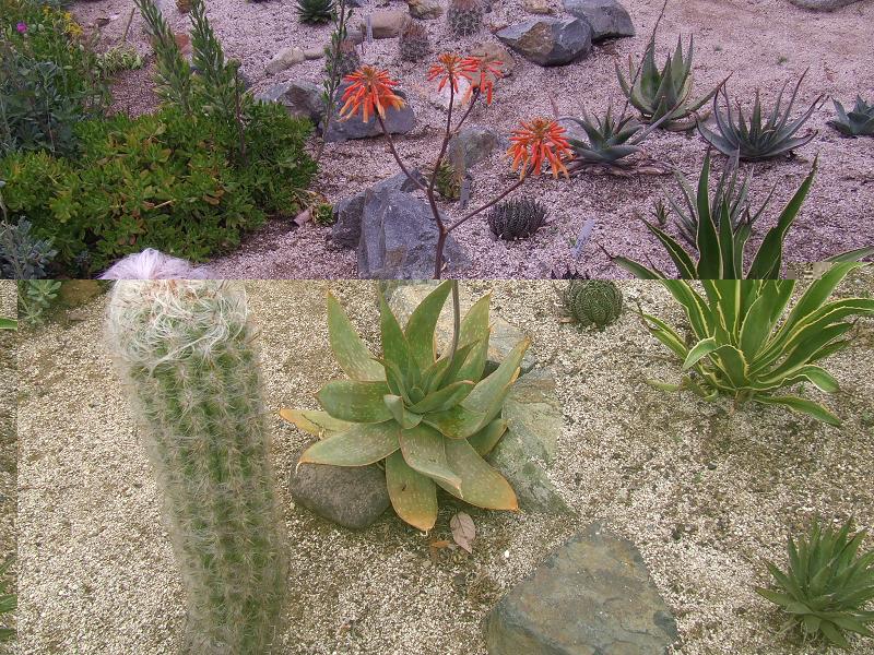 Aloe somaliensis?