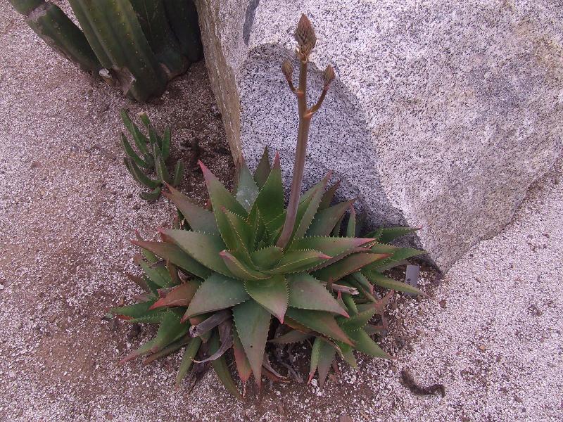 Aloe sp