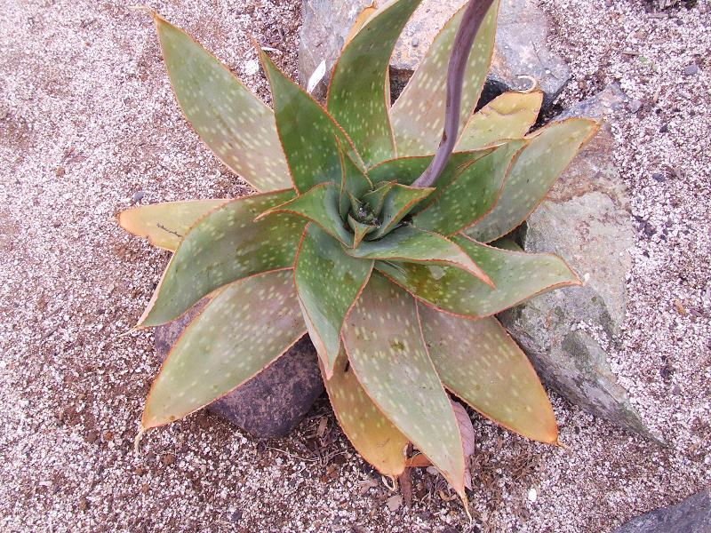 Aloe somaliensis??