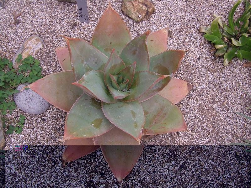 Aloe sp 2