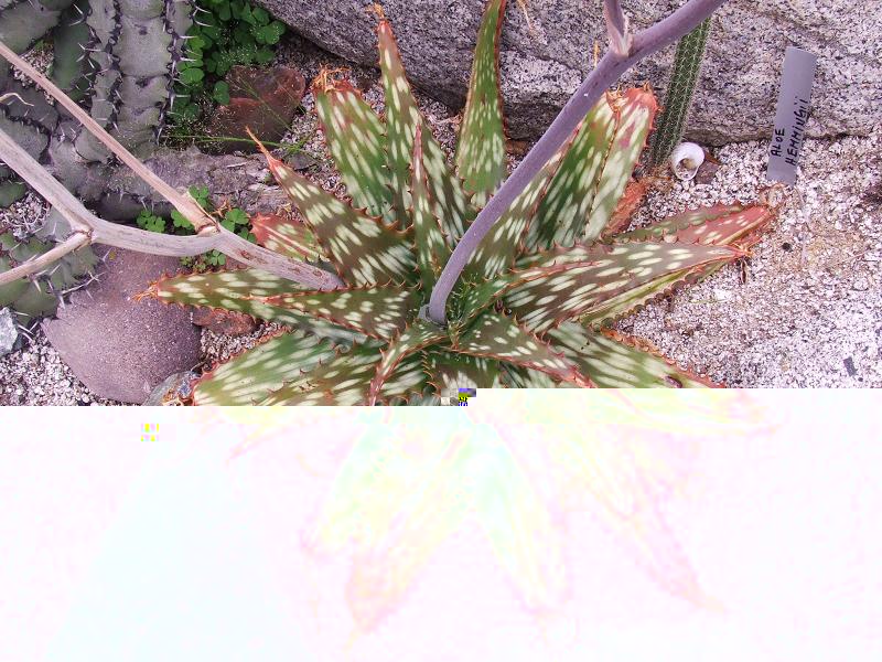 Aloe hemingi ?