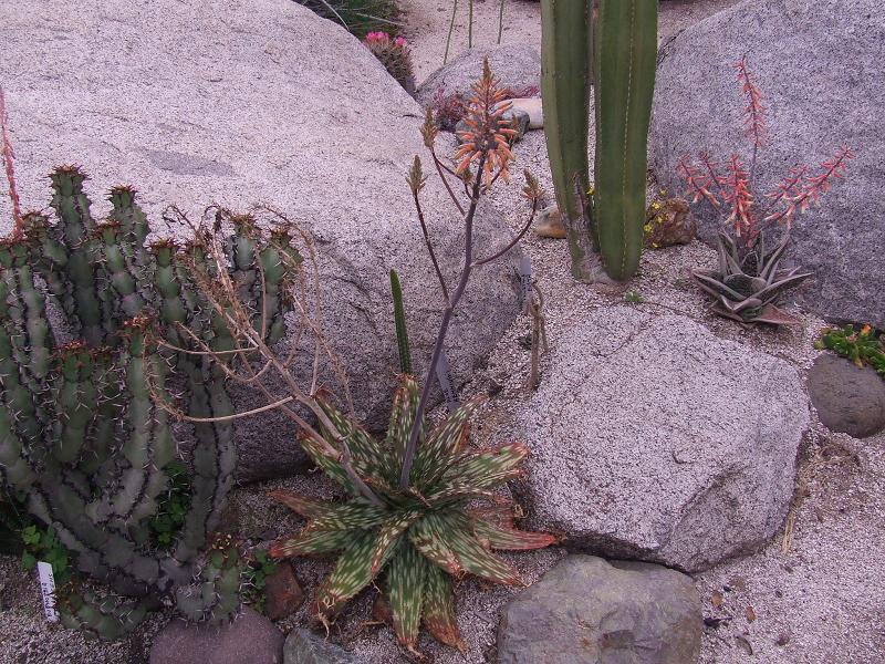 Aloe hemingi??