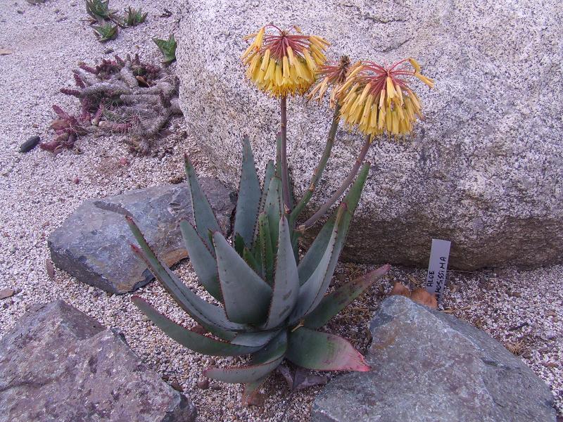 Aloe ramosissima ?
