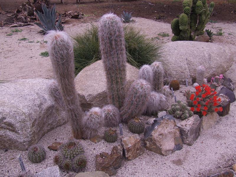 O.  celsianus