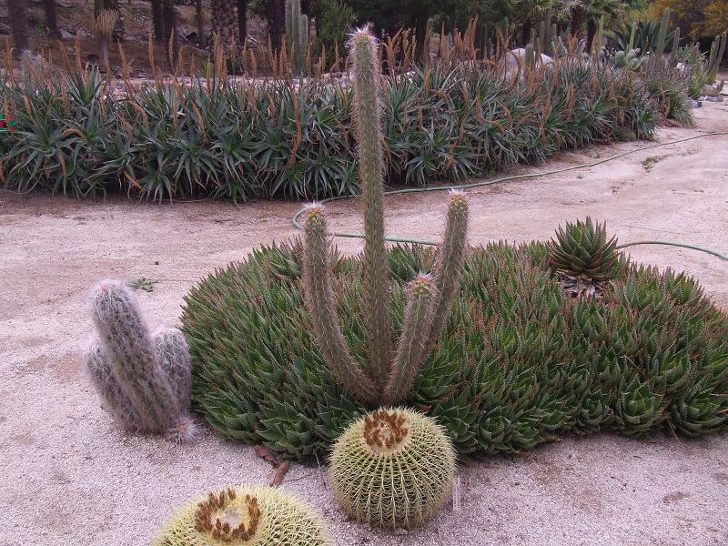 O. hendrixenianus