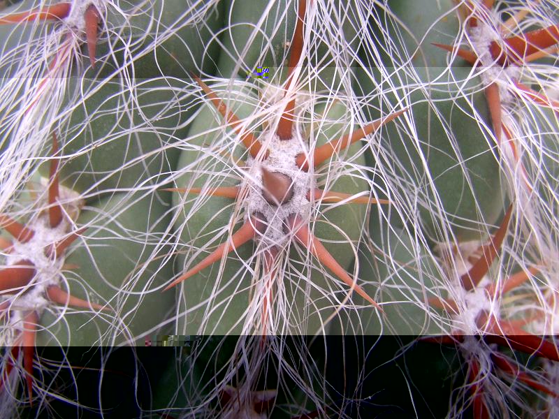 O. celsianus, detalle