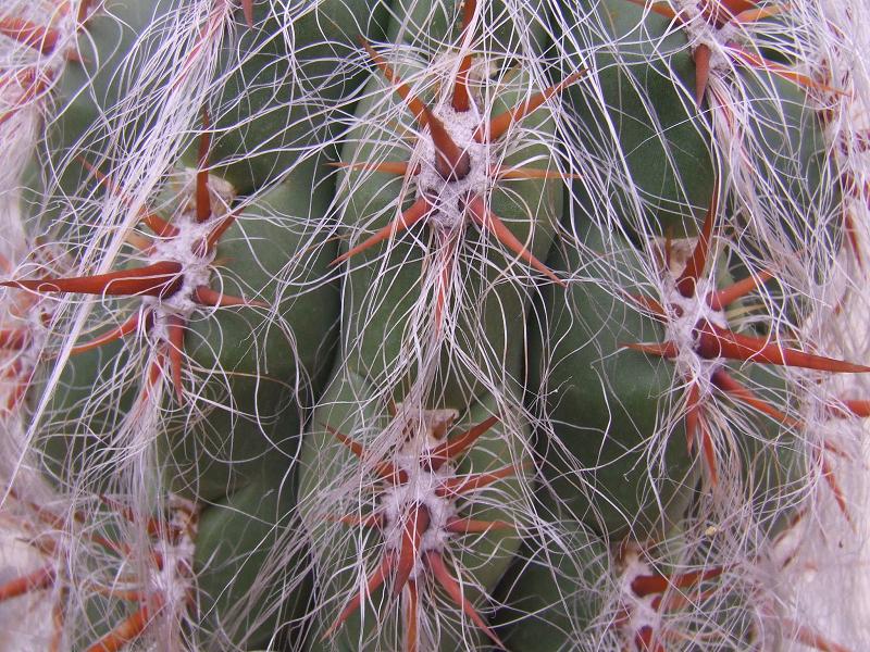 O. celsianus, detalle