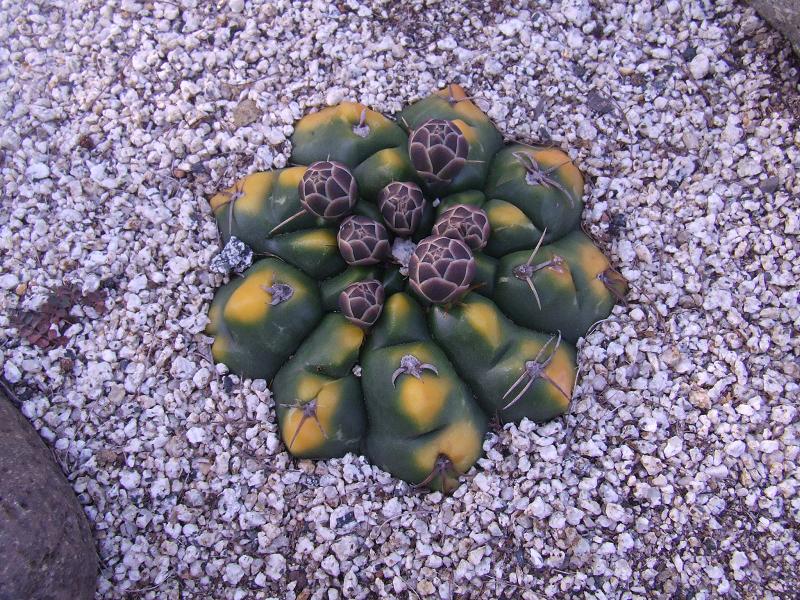 gymno 1
