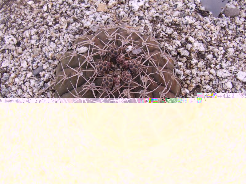 gymno 4