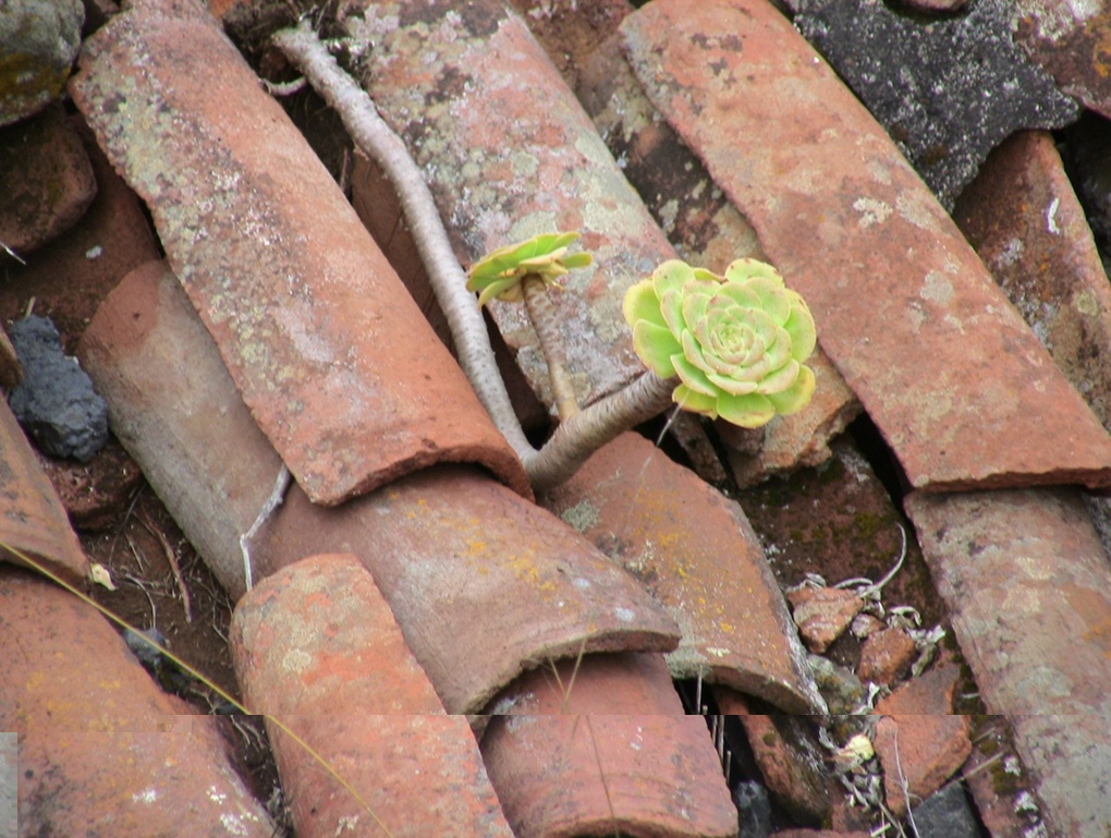 Aeonium holochrysum