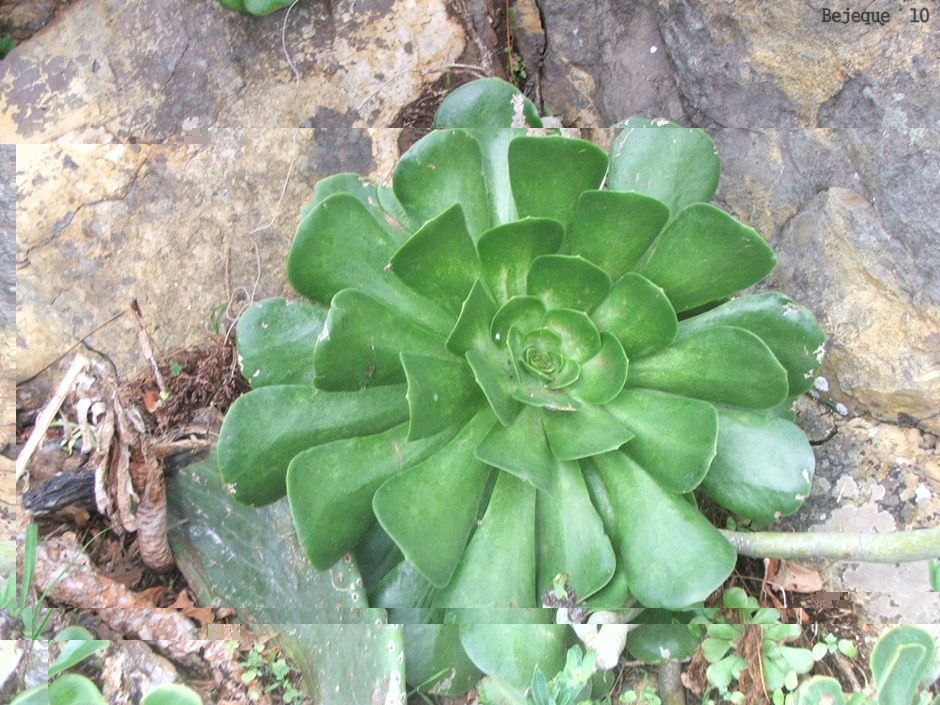 DSCF6781.JPG