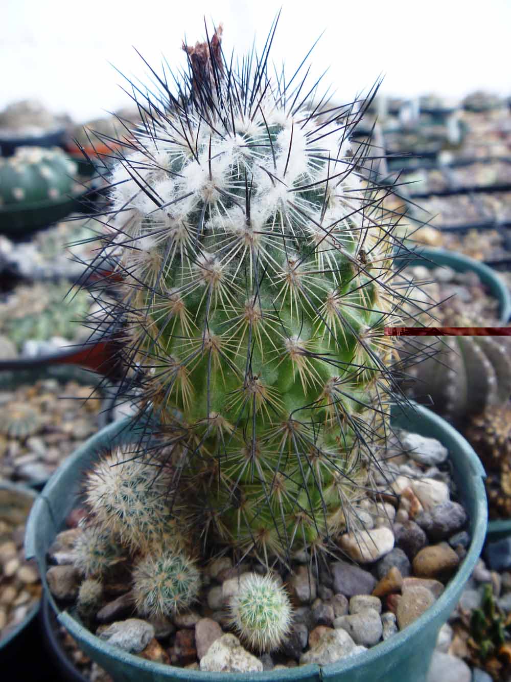 Turbinicarpus Viereckii Ssp viereckii