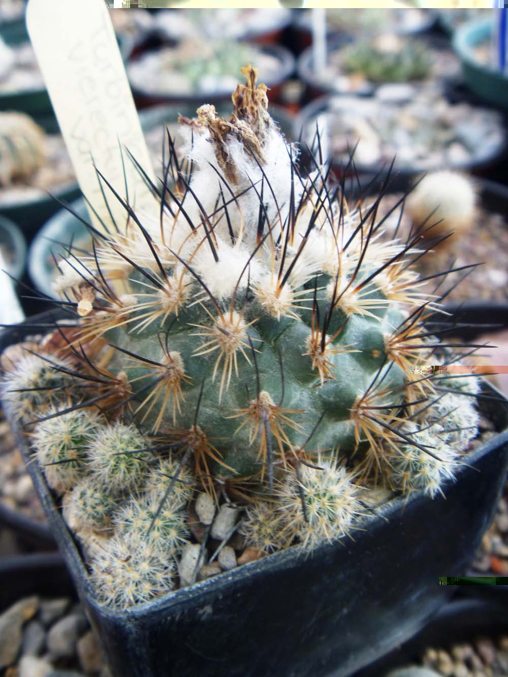 Turbinicarpus Viereckii Ssp Major, varia en su espinacion y en la floracion este florece con un tono blanco amarilloso y el normal rosa,aparte de que los 2 son de lugares muy distantes.