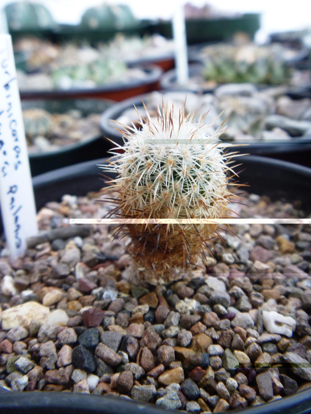 Turbinicarpus Mandragora ssp Pailanus de los raros turbis y muy lento crecimiento.