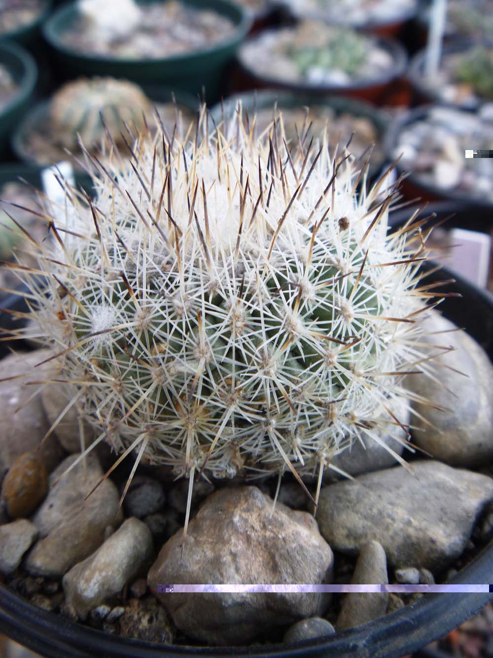 Turbinicarpus Mandragora ssp Mandragora es uno de los enigmas de los turbis, su nombre se origuino por la forma de su camote