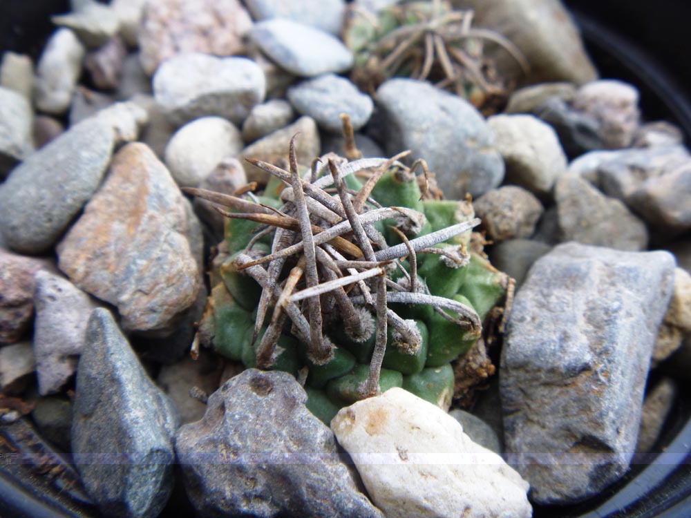Turbinicarpus  schmiedichkeanus ssp. rubriflorus uno de los mas bonita flor
