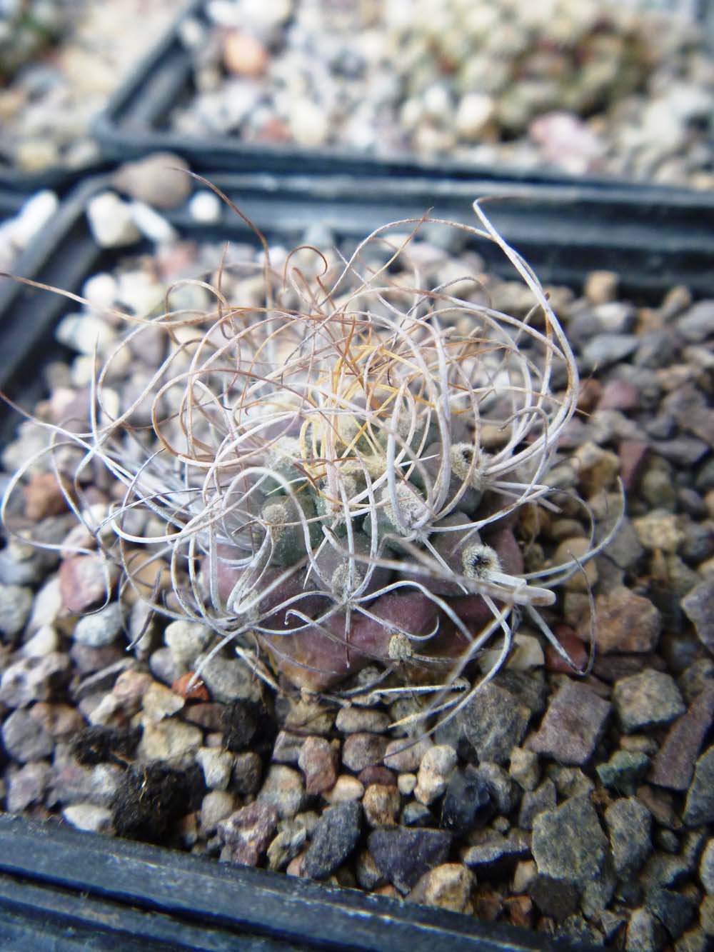 Turbinicarpus Pseudomacrochele Ssp Pseudomacrochele uno de los turbis de el estado donde vivo.