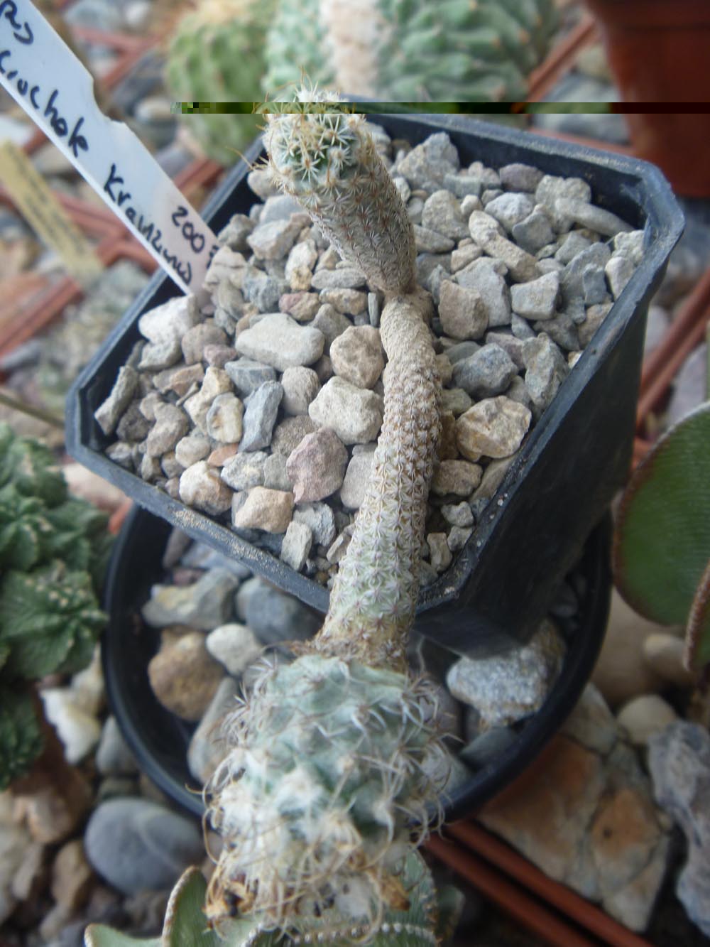 T.  pseudomacrochele ssp. krainzianus ya de grandes  deja de parecer palillos otro del el estado.