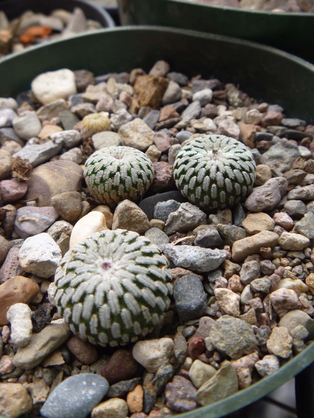 T. pseudopectinatus uno de los que tienen las formas mas bonitas y de un parecido a la pele aselliformis y mamillaria pectinifera
